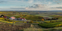 Herbstliches Rheinhessen (2.2) by Erhard Hess