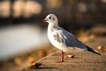 Maritime Möwe II von elbvue von elbvue