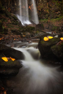Melincourt Waterfalls in Autumn by Leighton Collins
