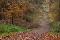 Down the Forest Track von David Tinsley