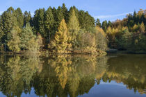 Autumn Reflected  von David Tinsley