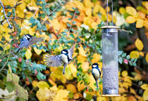 Feeding Time von Graham Prentice