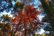 Autumn Red one  von Susanne  Mauz