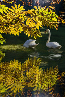 Swan Lake in autumn -  Under the ash by Chris Berger