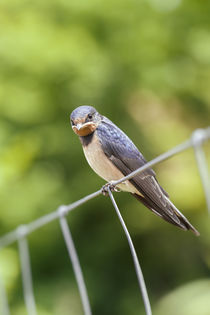 Rauchschwalbe - Hirundo rustica by Peter Eggermann