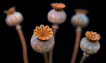 Poppy Seed Pods 2 by Keld Bach