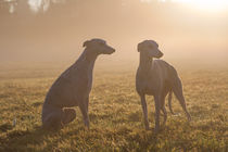 Whippets - Watchful in the mist von Chris Berger