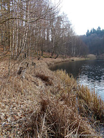 Schilf-Land von voelzis-augenblicke