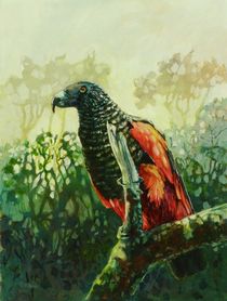 Pesquet's Parrot by Geoff Amos
