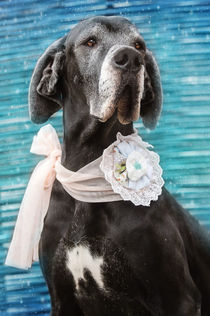 Great Dane Girl Black by photoart-mrs