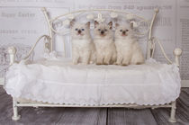 Zauberhafte Ragdoll Kitten by photoart-mrs
