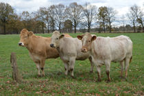 staring cows von Henk Bouwers