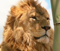 Lion King II von Daniella Paudash
