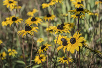 Rudbeckia von Henk Bouwers