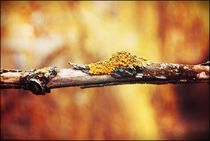 Mushroom branches by Krisztina Edit Harko