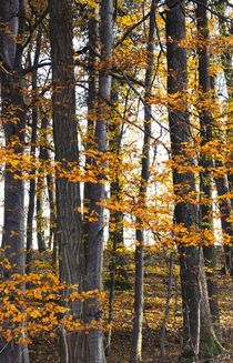 Herbstwald von Photo-Art Gabi Lahl