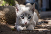 white little siamese cat playing with pebbles by Jessy Libik