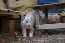 startled little white siamese tabby cat von Jessy Libik