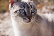 tabby siamese by Jessy Libik