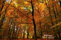 Herbstimpression von photoart-mrs