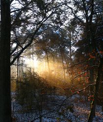 Ein Sonnenstrahl der anders scheint. von Simone Marsig