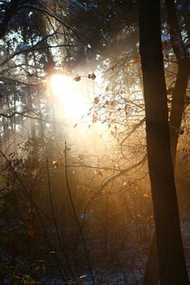 Herbstlaub in der Sonne strahlt. by Simone Marsig