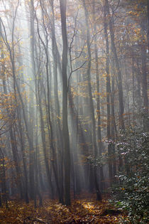 Die Sonne macht den Wald zum Dom von Hartmut Binder