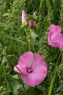 Acker- Winde Blüten by Björn Knauf