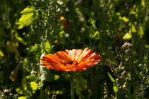 Einzelne Ringelblume by Björn Knauf