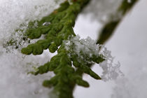 Koniferenzweig mit Schnee von Björn Knauf