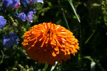 Orange Ringelblume von Björn Knauf