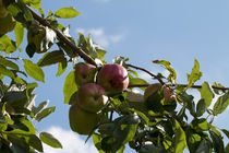 Reife Äpfel von Björn Knauf