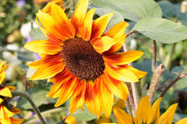 Sonnenblumen Blüte von Björn Knauf