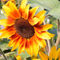 Sonnenblume-nahaufnahme