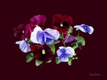 Maroon And Purple Pansies by Susan Savad