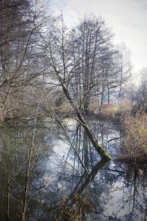 drowning tree by Photo-Art Gabi Lahl