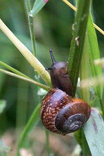 Braune Schnirkelschneckel von Björn Knauf