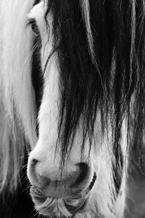 CloseUp1 von artfulhorses-sabinepeters