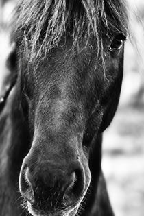 closeup 2 Friese by artfulhorses-sabinepeters