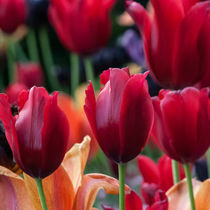 TULIPS V.I by urs-foto-art