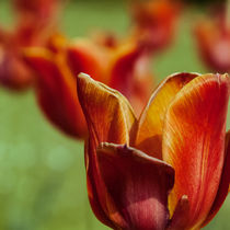 TULLIPS IV.I von urs-foto-art