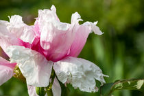 WHITE BLOSSOM von urs-foto-art