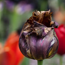 TULIP I.I von urs-foto-art