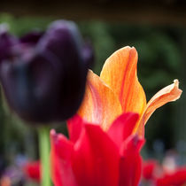 TULIPS II.I by urs-foto-art