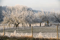 Rime -  Orchard in hoarfrost von Chris Berger
