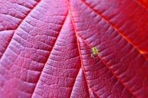 Herbstlaub mit Spinne by Bernhard Kaiser