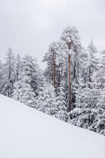 Winterkleid von Johannes Netzer