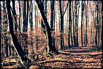  Forest Trail  von Sandra  Vollmann