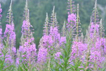 fireweed in  von Henk Bouwers