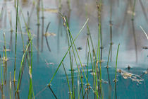 Gras I von Bernd Seydel